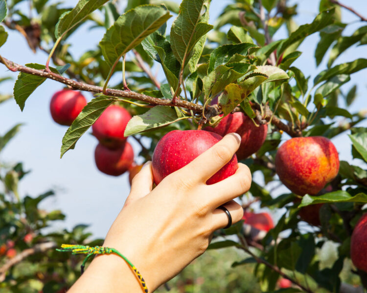woman-hand-picking-apple